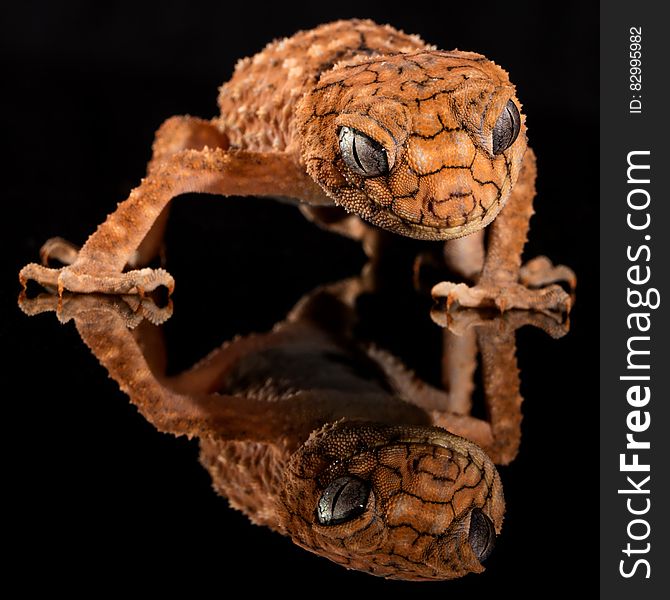Brown Lizard&x27;s Image Reflecting On Floor