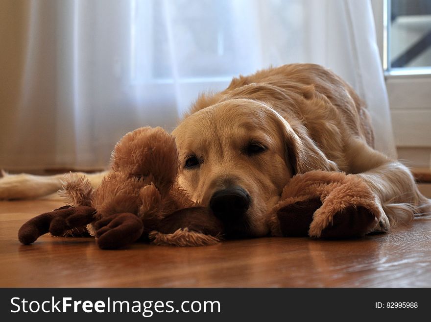 Brown Long Coated Dog Lying in Front of White Curtain