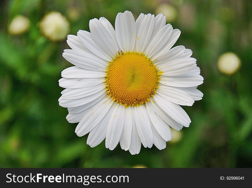 White Daisy Flower in Focus Photography
