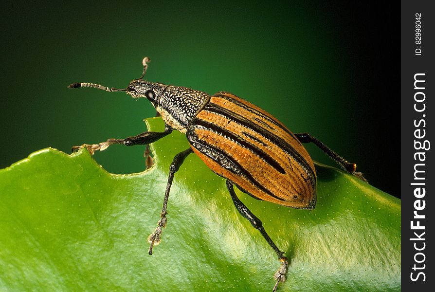 Black And Brown Insect On Green Leaf