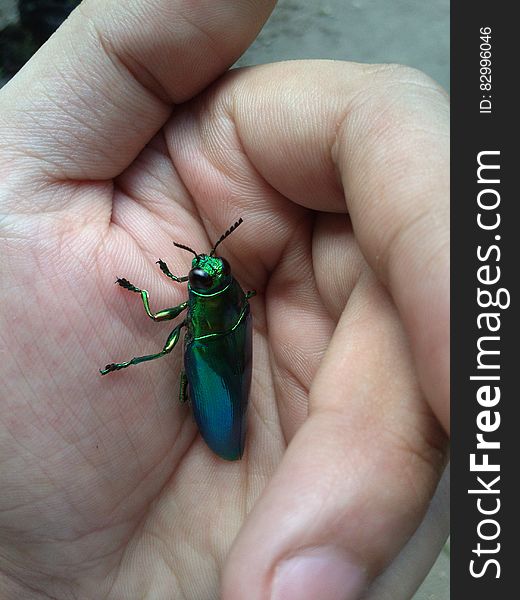 Green Metallic Beetle on Hand