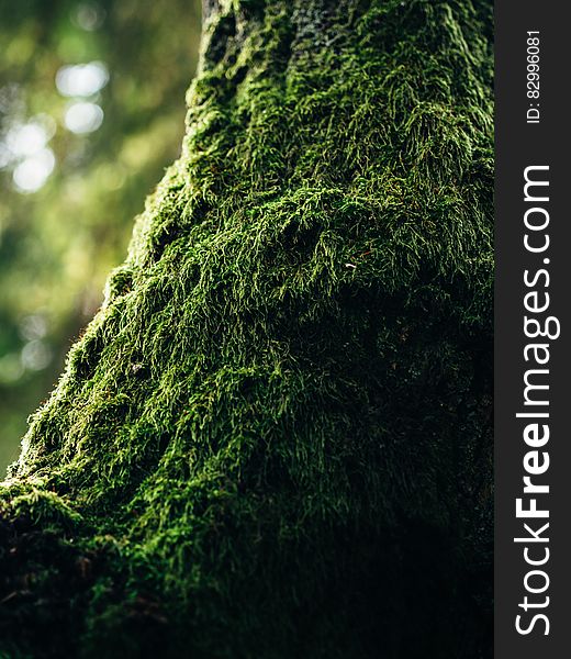 Green Moss in Tilt Photography