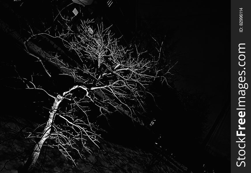 Illuminated branches on bare tree at night in black and white. Illuminated branches on bare tree at night in black and white.