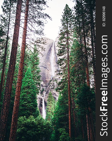 Landscape Photography of Green Trees and Water Falls