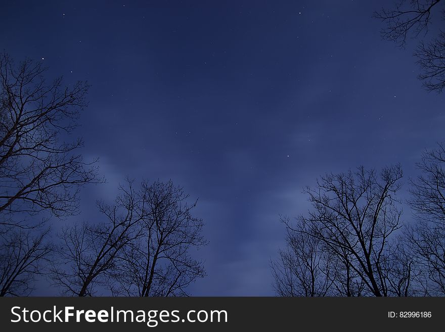 Stars In Blue Skies Along Tree Tops