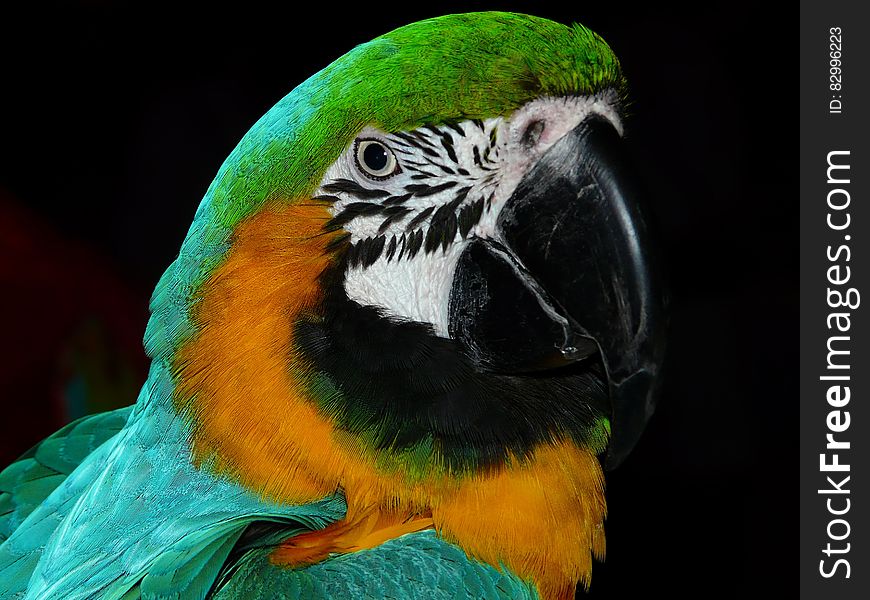 Green Black White Yellow and Teal Parrot