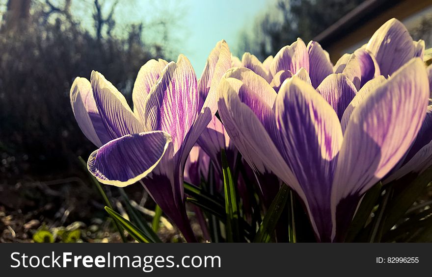 Purple Petaled Flowers