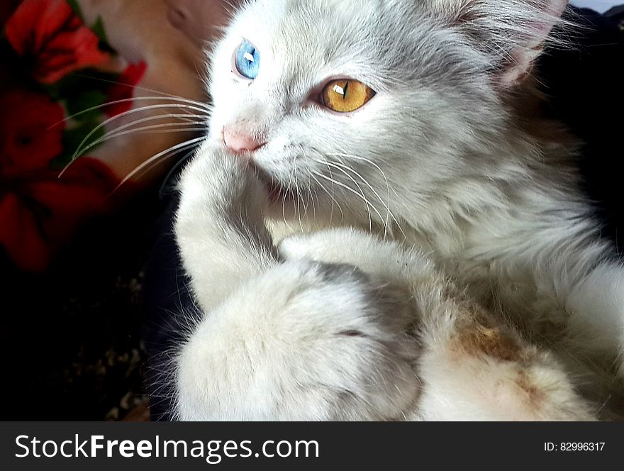 White Blue and Orange Eyed Cat