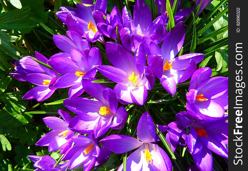 Purple Petaled Flower