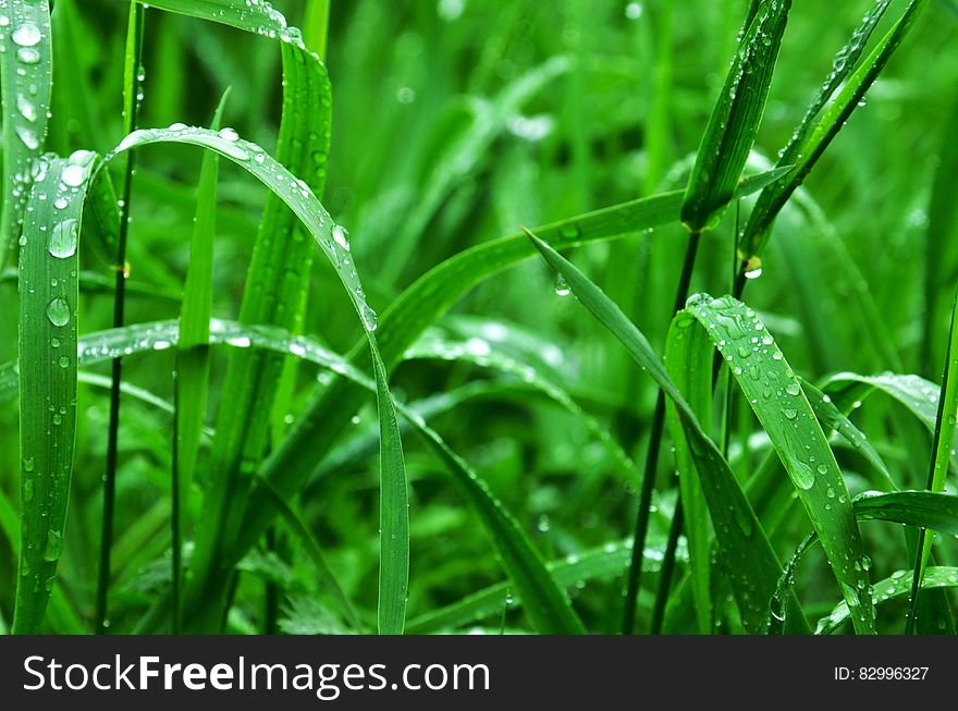 Close up of dew drops on blades of green grass. Close up of dew drops on blades of green grass.