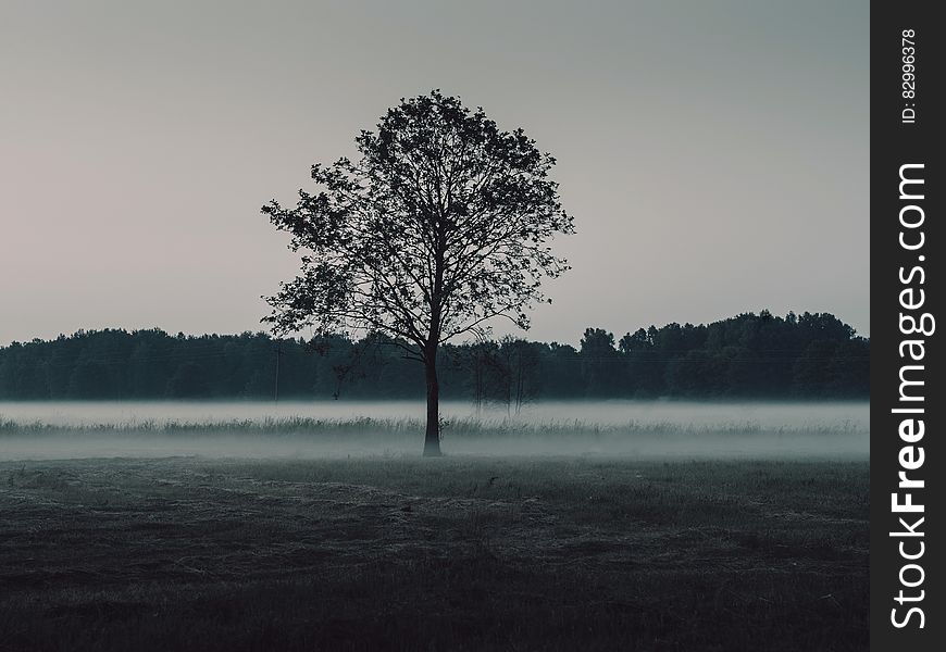 Scenic view of a lone tree in a misty landscape.