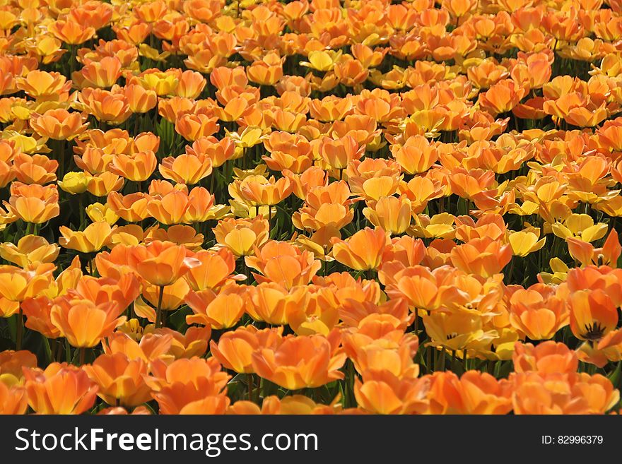 Orange and Yellow Petaled Flowers