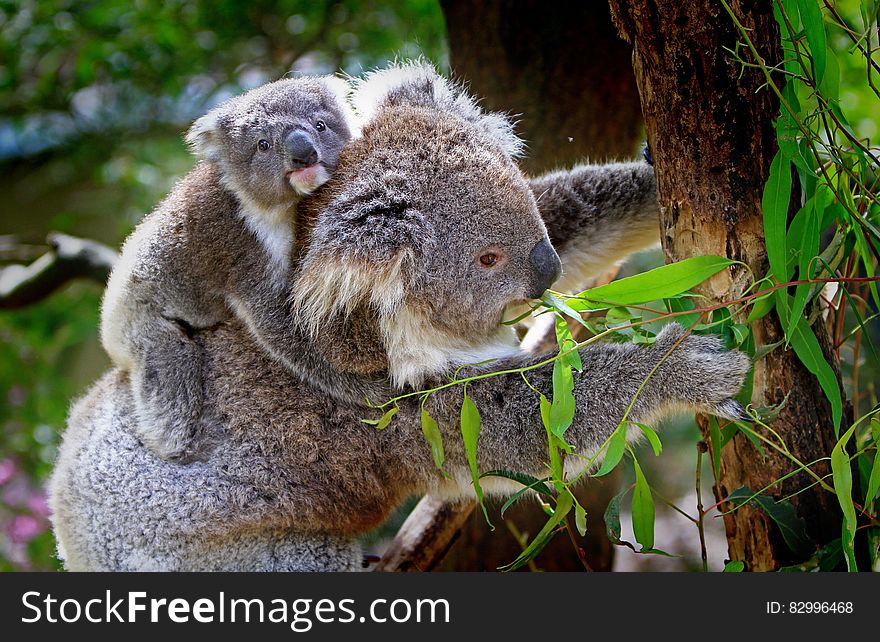 Grey and White Koala Bear