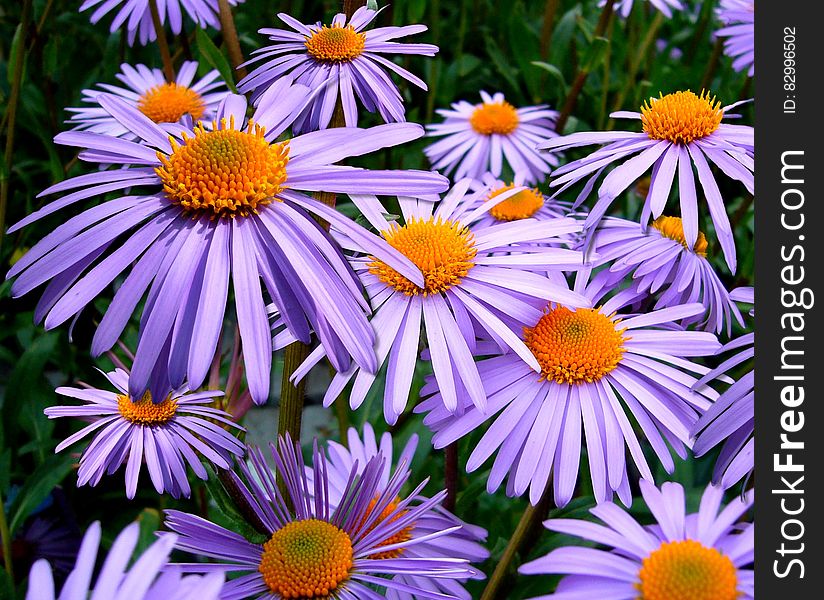 Purple Petal Flower