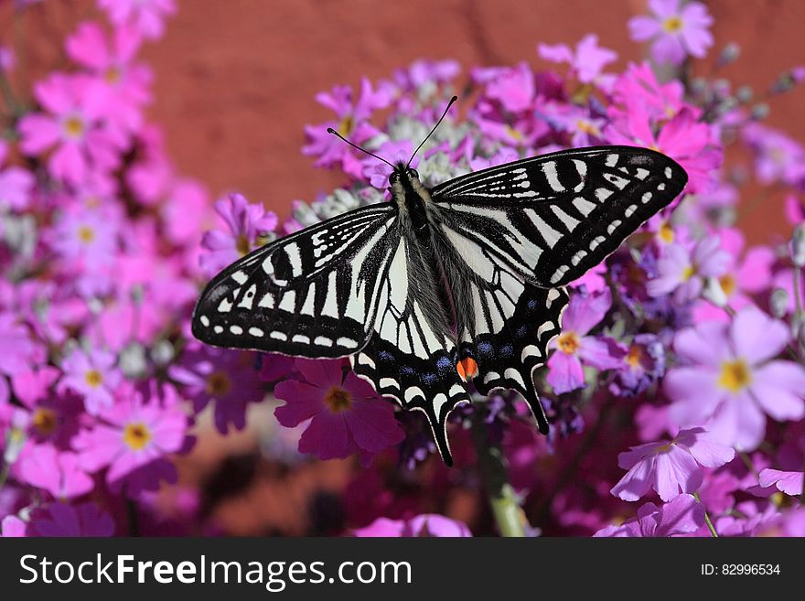 White And Black Butterfly On Pink White And Yellow Flowers