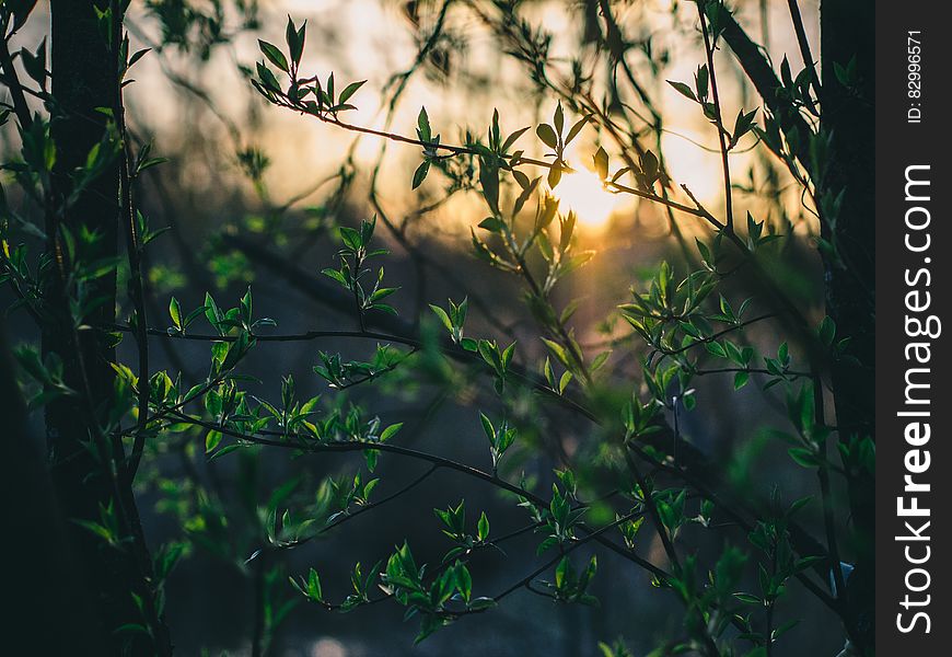 Scenic view of sun shining through green leaves on trees in forest. Scenic view of sun shining through green leaves on trees in forest.