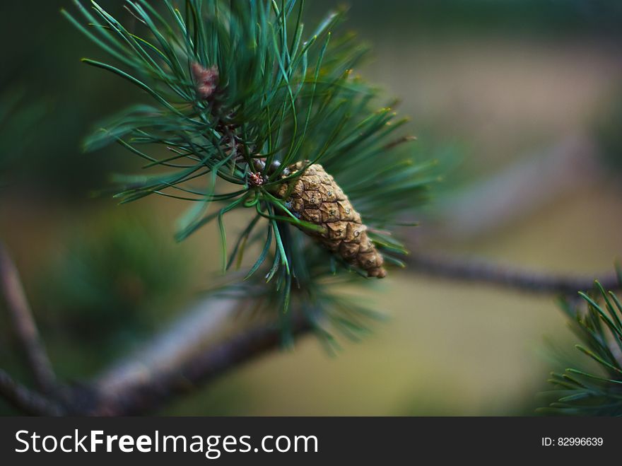 Pine cone on coniferous tree