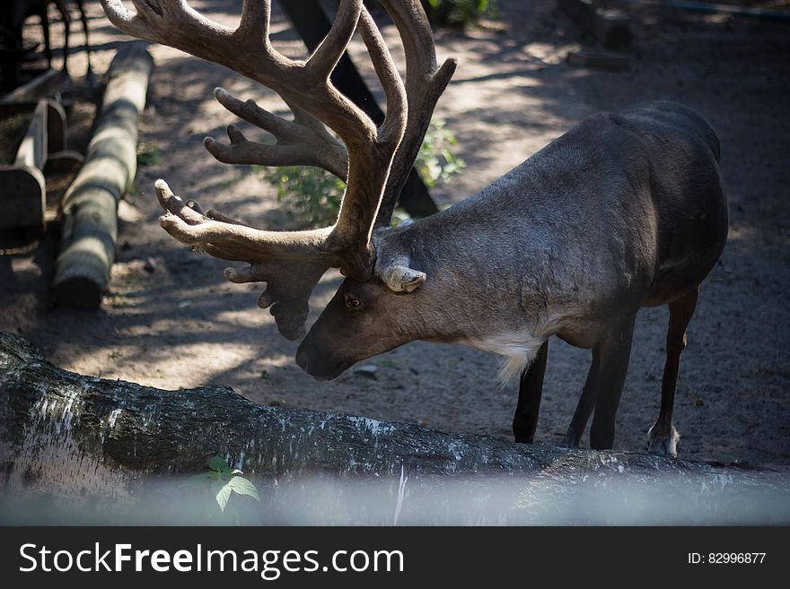 A reindeer with large antlers in a holding pen. A reindeer with large antlers in a holding pen.