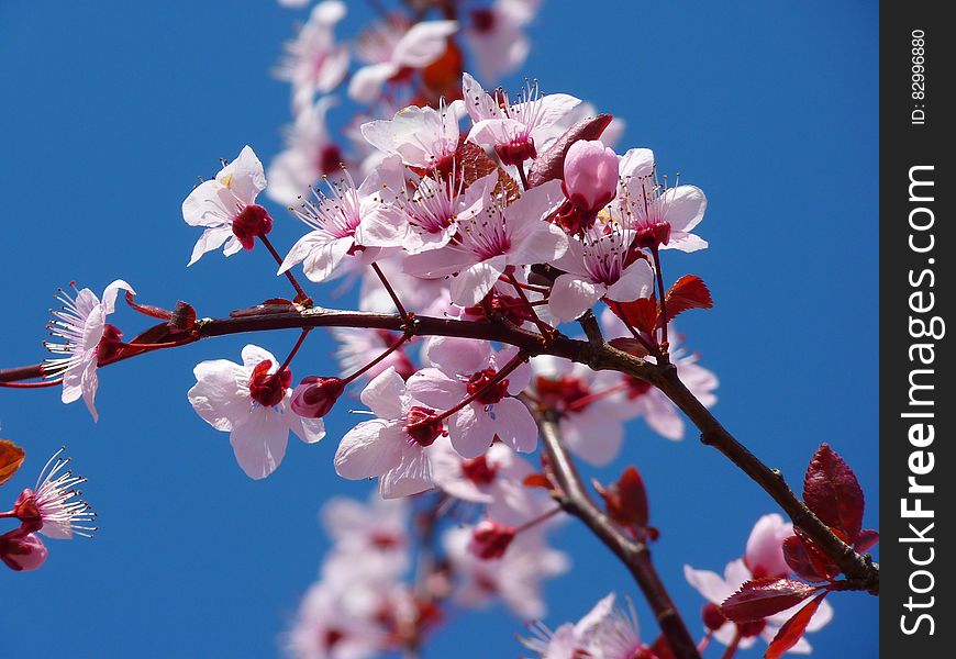 Photo of Cherry Blossom