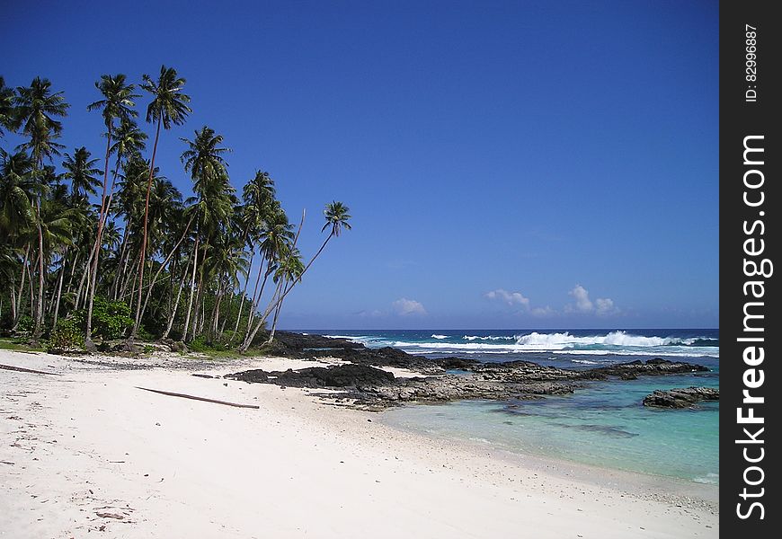 Green Palm Tree Near Beach Under Clear Blue Sky