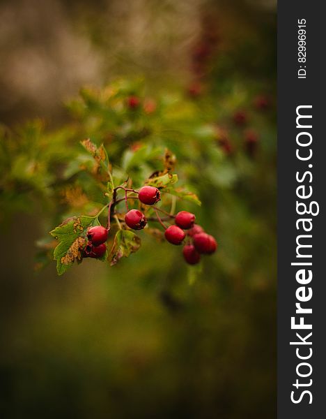 Red Flower Buds During Daytime