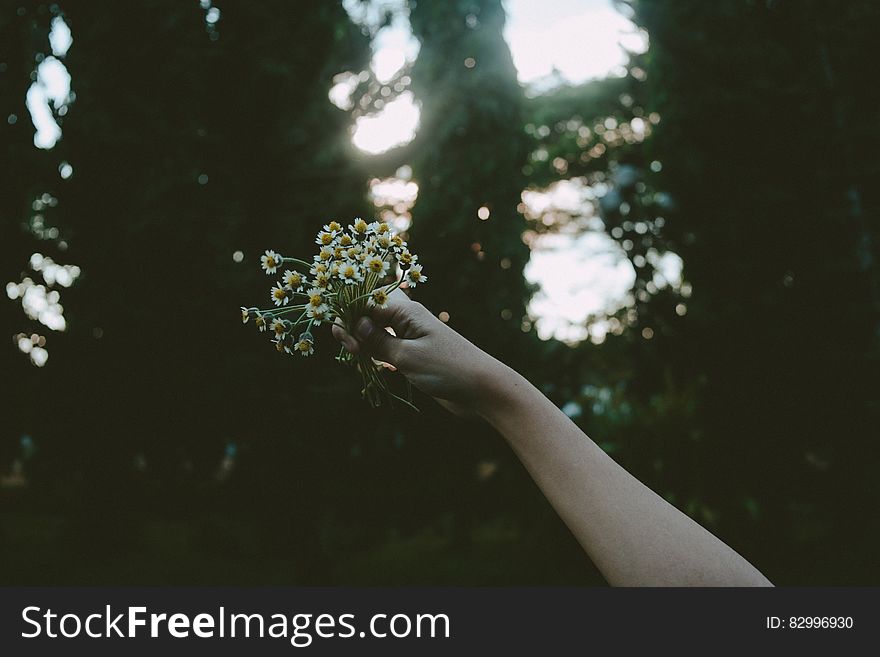 Person Holding Yellow Petal Flower during Daytime