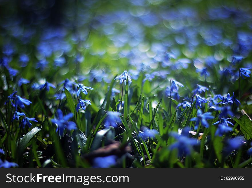 Close Up Photo Of Blue Petaled Flower During Daytime