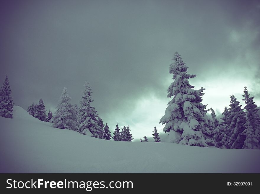 Snow Covered Pine Trees Under Cloudy Skies