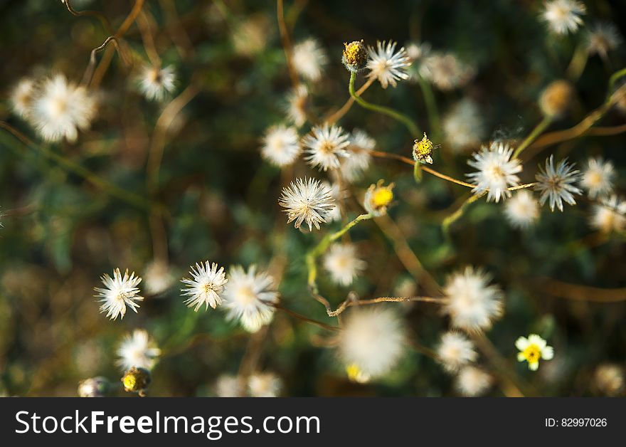 White Dandelion Flower