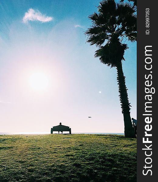 Man Sitting on a Bench Under a Bright Sky Beside a Coconut Tree