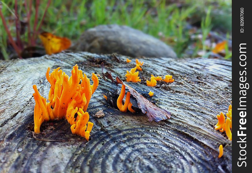 Orange Moss on Black Wood