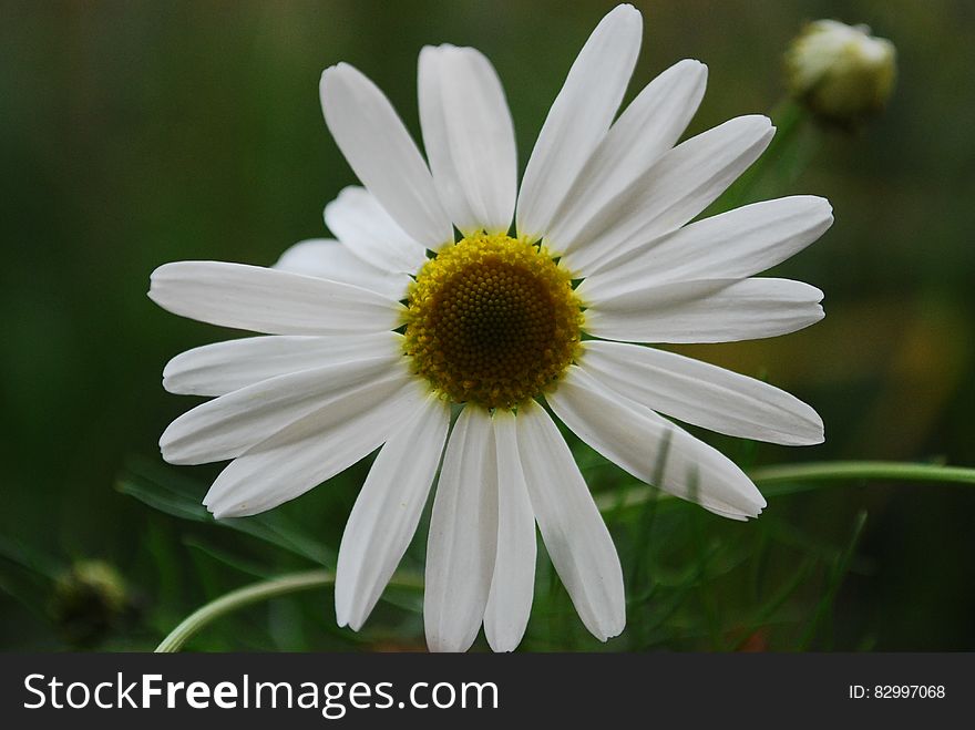 Close Up Photo White Petaled Flower