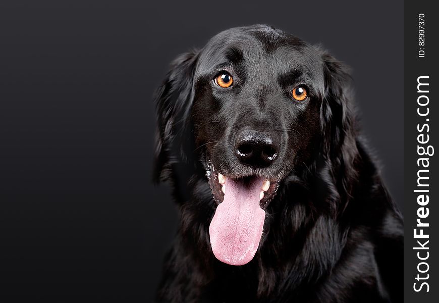 Black Flat Coated Retriever