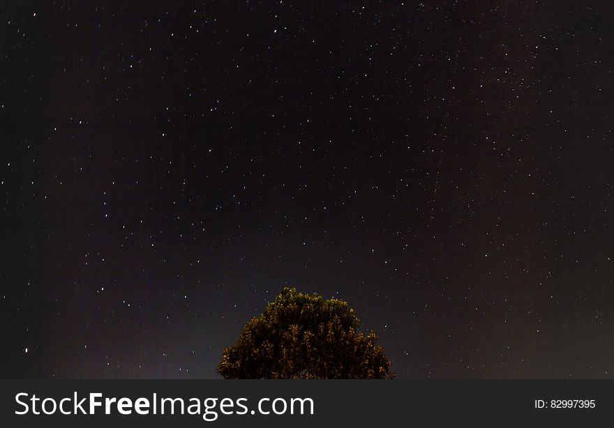 Treetop against night sky with stars. Treetop against night sky with stars.