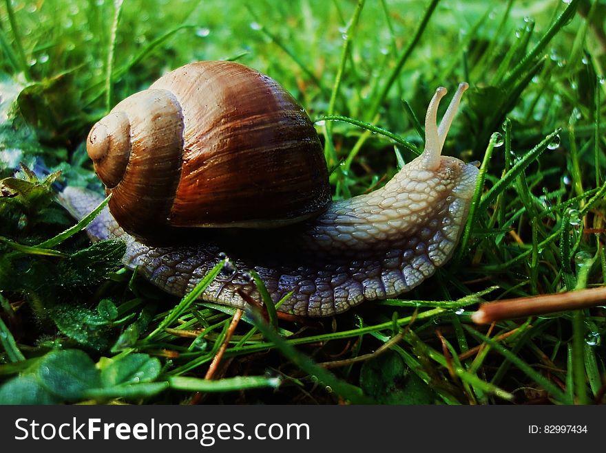 Brown Snail on Green Grass at Daytime