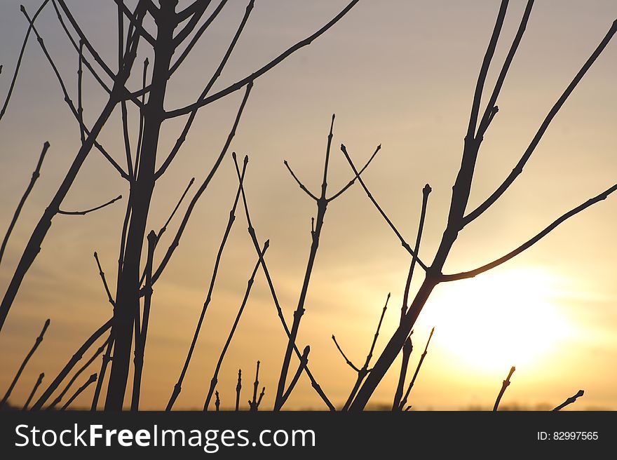 Silhouette of bare branches against sunset in skies.