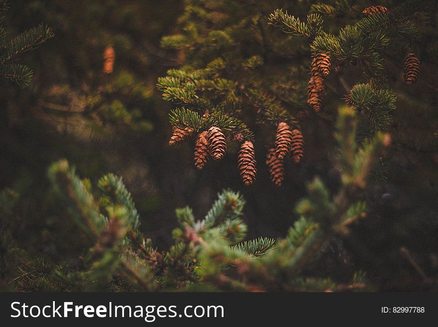 Brown Pine Cones on Green Trees