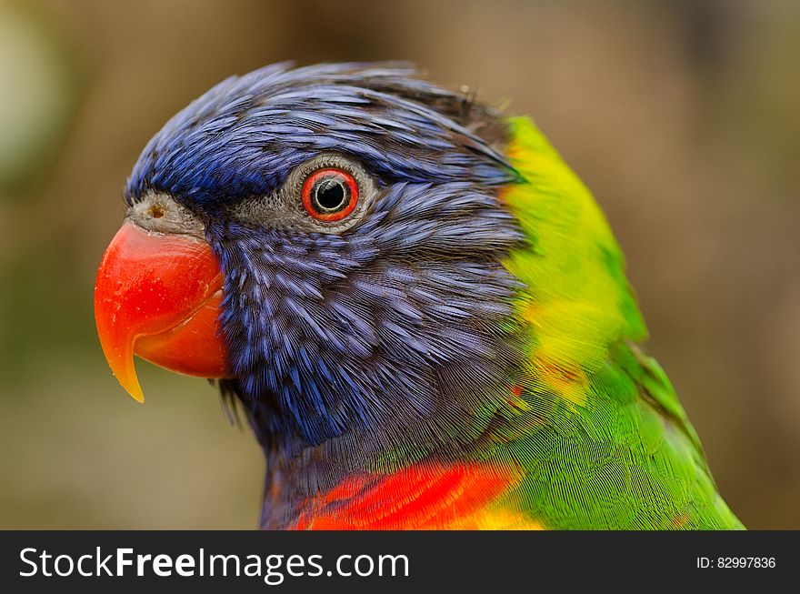 Close up profile portrait of parrot.
