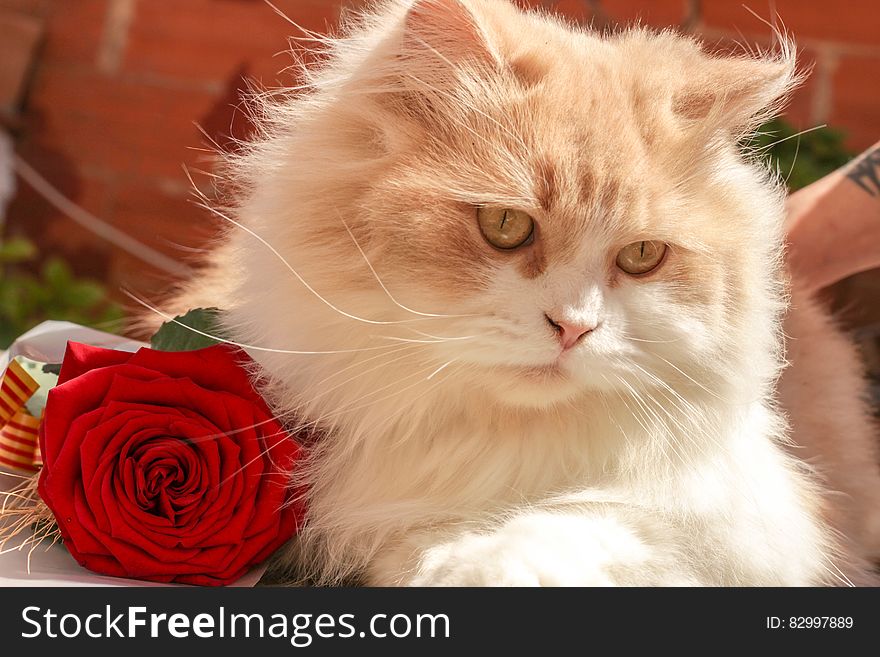 White And Beige Persian Cat Beside Red Rose