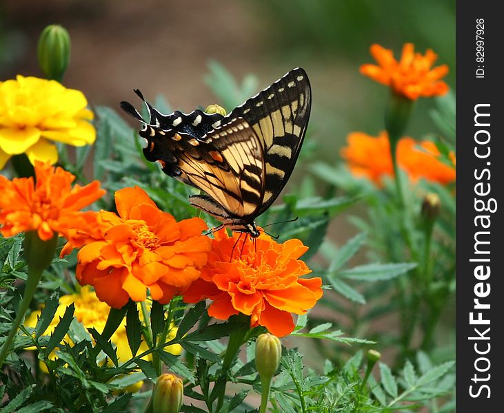 Black and Brown Butterfly on Top of Orange Flower