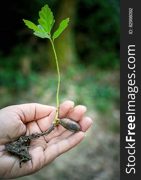 Person Holding Green Plant