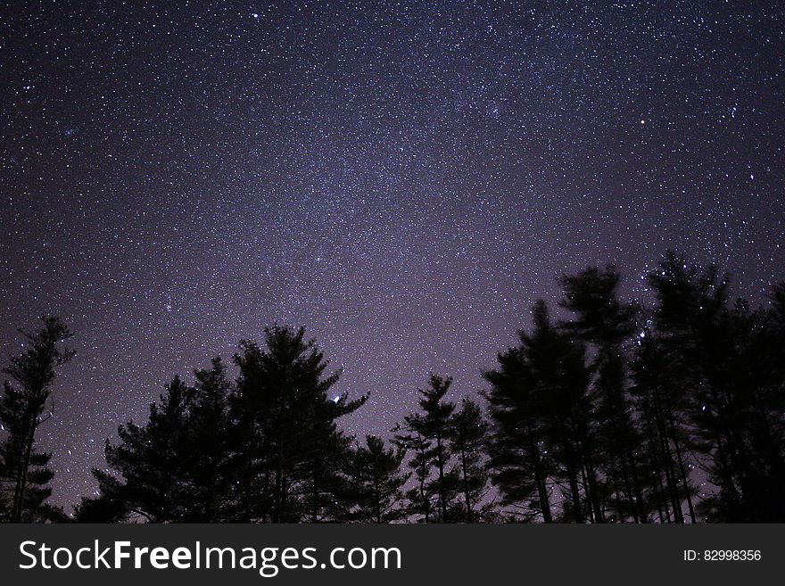 Silhouette Of Trees Under Black Skies With Stars During Night Time