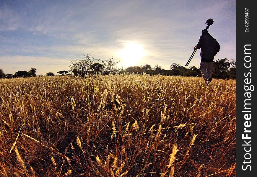 Man in Black Long Sleeve Shirt Holding Camera Tripod Walking on Wheat Fields at Daytime