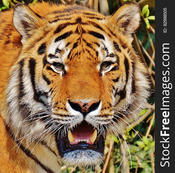 Close Up Photography of Yellow White and Black Tiger Face