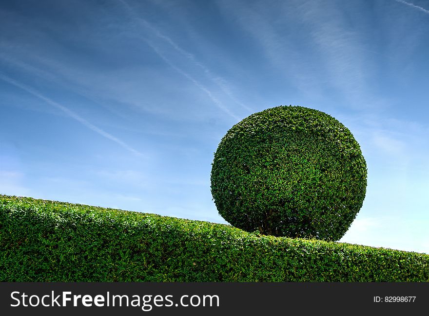 A close up of a hedge with a round topiary.