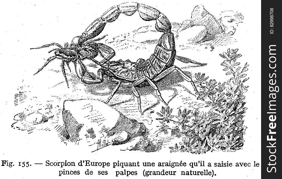 Scorpion Commun