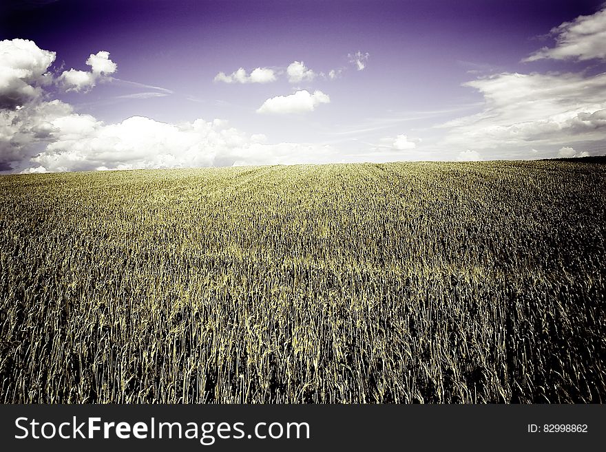 Brown Grass Field Under White Cloudy Blue Sky