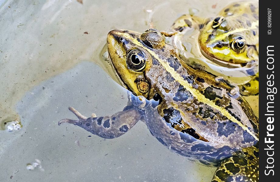 Close up of yellow and brown frogs immersed in water. Close up of yellow and brown frogs immersed in water.