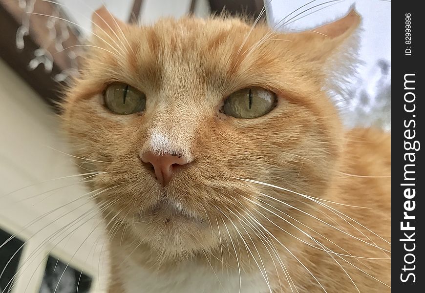 Close up of face on orange domestic tabby cat standing outdoors. Close up of face on orange domestic tabby cat standing outdoors.