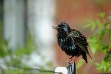Starling On Clothes Line Stock Photography